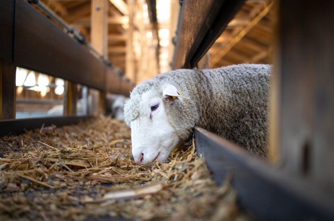Επικαιροποίηση Σχεδίου Δράσης κατά ευλογιάς στην πρώτη συνεδρίαση της επιστημονικής Επιτροπής
