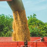 Σκληρό σιτάρι: Με 237,50 ευρώ/τόνο πούλησε ο Συνεταιρισμός Βόλου