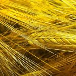 Οι τιμές του σιταριού στο χαμηλότερο επίπεδο από το 2020 λόγω υπερπροσφοράς και εμπορικού πολέμου ΗΠΑ–Κίνας