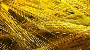 Οι τιμές του σιταριού στο χαμηλότερο επίπεδο από το 2020 λόγω υπερπροσφοράς και εμπορικού πολέμου ΗΠΑ–Κίνας