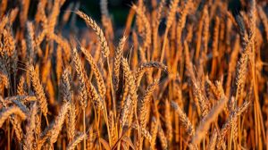 Σιτάρι: Προς ιστορική παραγωγή η Ευρώπη - 17ετές υψηλό για το κριθάρι