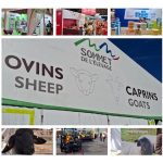 Οι Έλληνες κτηνοτρόφοι στη Sommet de l’Élevage αναζητούν λύσεις έξω από τα σύνορα