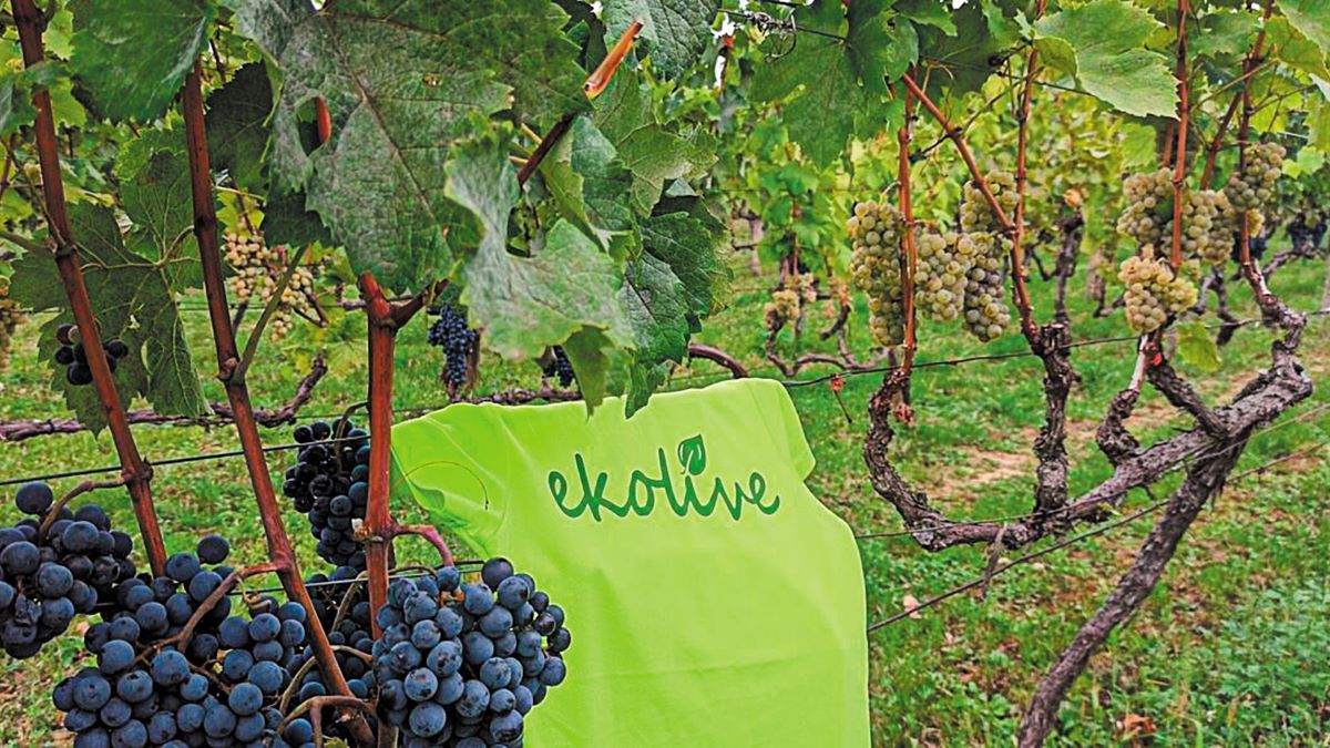 Ekolive: Καινοτομία που αναζωογονεί τα υποβαθμισμένα εδάφη με προβιοτικά βακτήρια