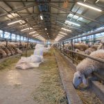 Στον στάβλο τα πρόβατα έως την απογραφή ΟΠΣΚ για λήψη συνδεδεμένης