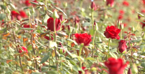 Θεσσαλονίκη: Πρότυπη μονάδα υδροπονικής καλλιέργειας τριαντάφυλλων