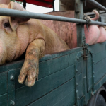 Επιταχύνει σφαγές χοίρων η Κίνα λόγω της χαμηλής καταναλωτικής ζήτησης