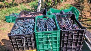 Σε εξέλιξη η παραλαβή σταφυλιών από τους συνεταιρισμούς Τυρνάβου-Νέας Αγχιάλου