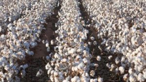 Πτώση στην τιμή του βαμβακιού προκαλεί ανησυχία στους παραγωγούς της Λάρισας