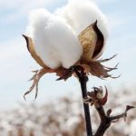 Νέα Γραμματέας στην Ομάδα Εργασίας για το ελληνικό βαμβάκι