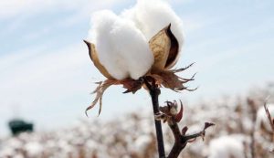 Νέα Γραμματέας στην Ομάδα Εργασίας για το ελληνικό βαμβάκι