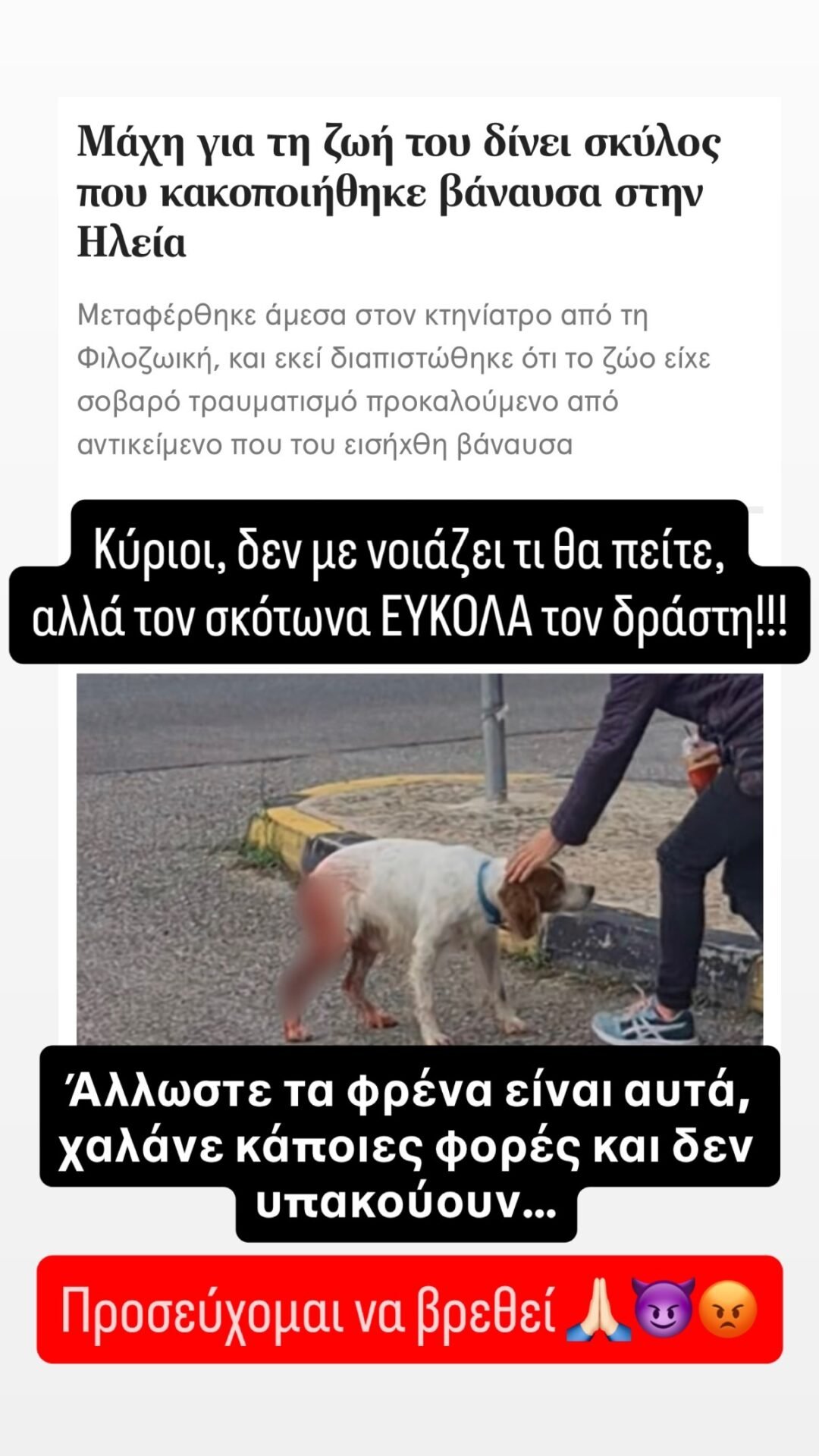 Ξέσπασε ο Χάρης Βαρθακούρης για τη φρικτή κακοποίηση του σκύλου στην Ηλεία: «Τον σκότωνα εύκολα τον δράστη»