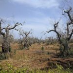 Ελαίας Καρπός