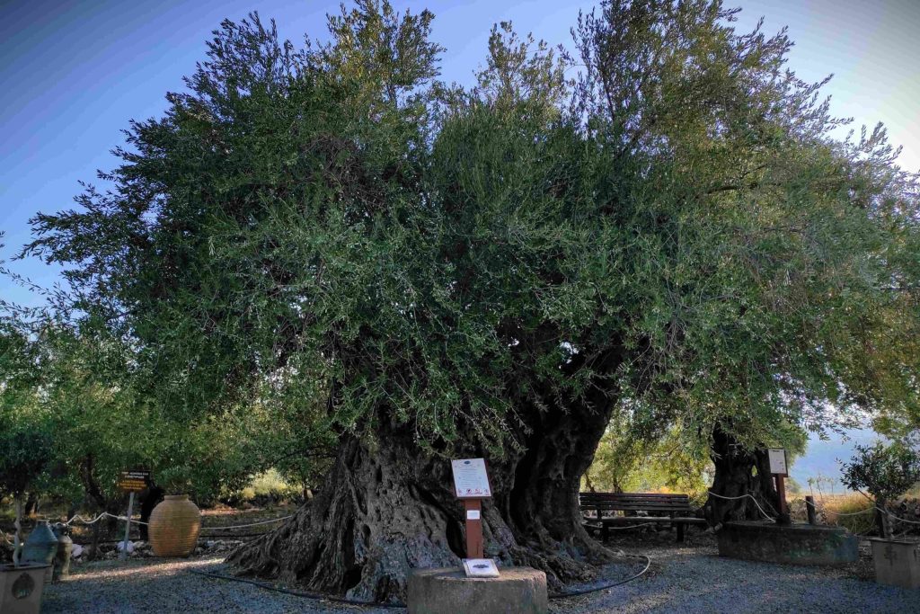 Η Γηραιότερη Ελιά της Πελοποννήσου εντάσσεται στο Δίκτυο Αιωνόβιων Δέντρων Ελληνικής Επανάστασης