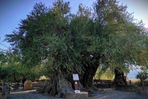 Η Γηραιότερη Ελιά της Πελοποννήσου εντάσσεται στο Δίκτυο Αιωνόβιων Δέντρων Ελληνικής Επανάστασης