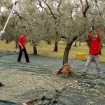 Τρέχει η διαδικασία μετάκλησης εργατών γης από την Αίγυπτο