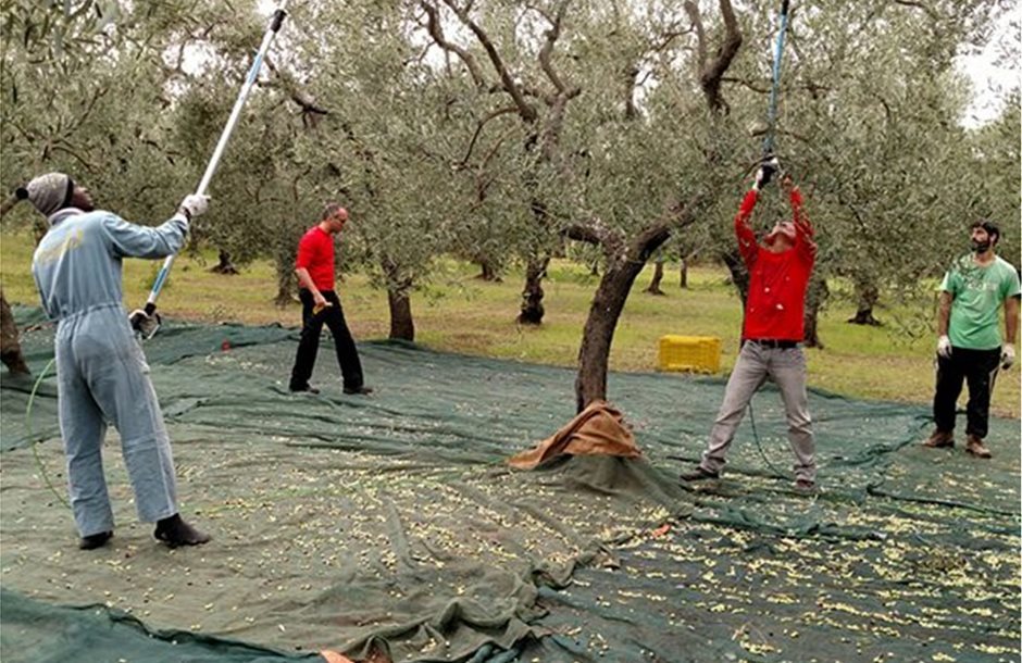 Τρέχει η διαδικασία μετάκλησης εργατών γης από την Αίγυπτο