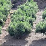 Παρατηρητήριο Τιμών Ελαιολάδου (10/10/2025)