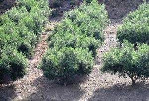 Παρατηρητήριο Τιμών Ελαιολάδου (10/10/2025)