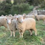 Παρατείνονται έως και 9 Οκτωβρίου τα προληπτικά μέτρα για την ευλογιά στην Κρήτη - Τυροκόμος