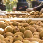 Δημιουργούν το δικό τους καταναλωτικό κοινό οι διαφορετικοί τύποι ακτινιδίων - Fresher