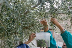 Ο βέλτιστος χρόνος συγκομιδής