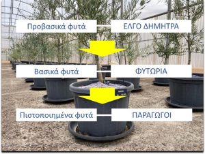 Nέο κεφάλαιο στην παραγωγή πολλαπλασιαστικού υλικού οπωροφόρων δένδρων