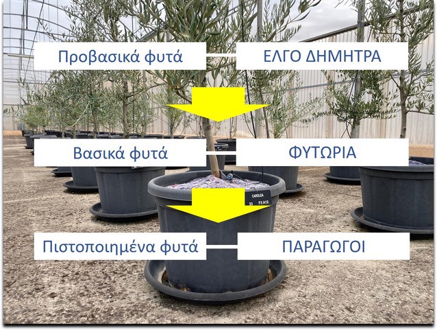 Nέο κεφάλαιο στην παραγωγή πολλαπλασιαστικού υλικού οπωροφόρων δένδρων