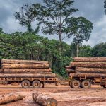 Απειλή για δάσος Αμαζονίου τυχόν άρση περιορισμών καλλιέργειας σόγιας