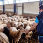 Κοντά σε συμφωνία με 9+1 επιχειρήσεις για 1,65 ευρώ στο πρόβειο γάλα ο Γάλα Ελάςς - Τυροκόμος