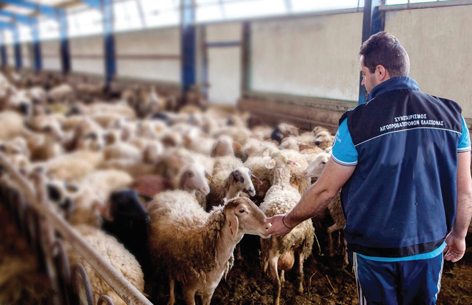 Κοντά σε συμφωνία με 9+1 επιχειρήσεις για 1,65 ευρώ στο πρόβειο γάλα ο Γάλα Ελάςς - Τυροκόμος