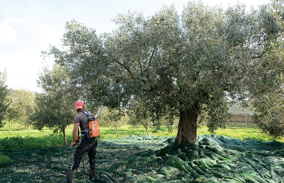 Εύφορο έδαφος για κυκλοκόνιο, κερκόσπορα, καρκίνωση σε ελιές με τις πρώτες βροχές