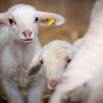 Σύλληψη κτηνοτρόφου στον Τύρναβο για παραβίαση των μέτρων κατά της ευλογιάς