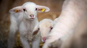 Σύλληψη κτηνοτρόφου στον Τύρναβο για παραβίαση των μέτρων κατά της ευλογιάς