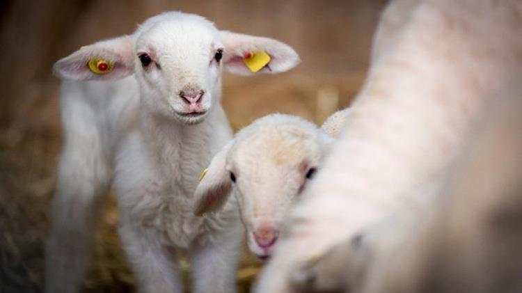 Σύλληψη κτηνοτρόφου στον Τύρναβο για παραβίαση των μέτρων κατά της ευλογιάς