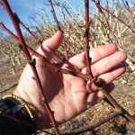 Εκρίζωση ξερών δέντρων και απολύμανση εδάφους συνίστανται για αντιμετώπιση σήψης του λαιμού σε πυρηνόκαρπα - Fresher