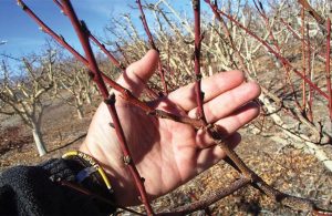 Εκρίζωση ξερών δέντρων και απολύμανση εδάφους συνίστανται για αντιμετώπιση σήψης του λαιμού σε πυρηνόκαρπα - Fresher