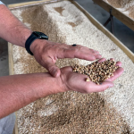 Η Κίνα προειδοποιεί για σχέδιο κλοπής γενετικών δεδομένων και σπόρων από τον τομέα των σιτηρών της