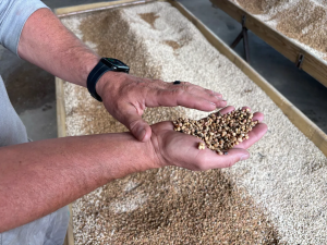 Η Κίνα προειδοποιεί για σχέδιο κλοπής γενετικών δεδομένων και σπόρων από τον τομέα των σιτηρών της