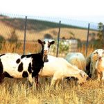 Η στάση πληρωμών ΟΠΕΚΕΠΕ στο επίκεντρο συνέλευσης εκτροφέων αυτόχθονων ελληνικών φυλών