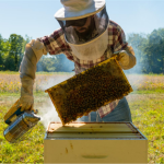 Εκπαιδευτική δράση οργανοληπτικής ανάλυσης μελιού στη Θεσσαλονίκη