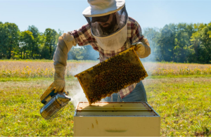 Εκπαιδευτική δράση οργανοληπτικής ανάλυσης μελιού στη Θεσσαλονίκη