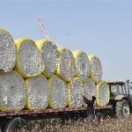 ∆ύσκολο ένα θαύµα για το βαµβάκι, παραμένει χαμηλή η ζήτηση για το εκκοκκισμένο