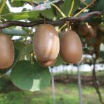 Νέο επιδοτούμενο πρόγραμμα κατάρτισης στη ΔΥΠΑ για τον εμβολιασμό δενδρωδών καλλιεργειών στην Άρτα