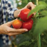 Εντός των ορίων υπολειμμάτων φυτοπροστατευτικών το 97% φυτικών τροφίμων το Σεπτέμβριο - Fresher