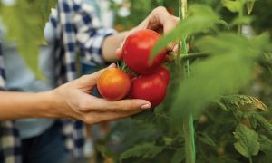 Εντός των ορίων υπολειμμάτων φυτοπροστατευτικών το 97% φυτικών τροφίμων το Σεπτέμβριο - Fresher