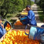 Σε «πήλινα πόδια» το εξαγωγικό ρεκόρ εσπεριδοειδών της Νότιας Αφρικής λόγω των δασμών ΗΠΑ - Fresher