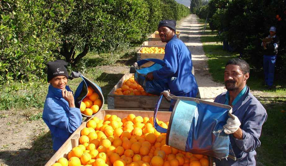 Σε «πήλινα πόδια» το εξαγωγικό ρεκόρ εσπεριδοειδών της Νότιας Αφρικής λόγω των δασμών ΗΠΑ - Fresher