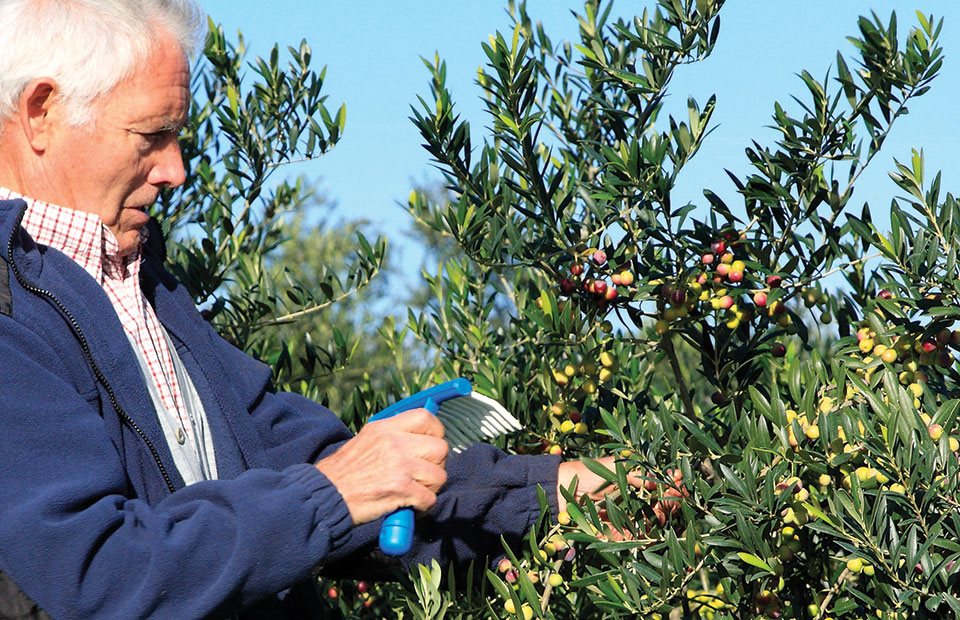 Υπό αίρεση οι τρεις κλίμακες στήριξης στη βασική ενίσχυση μετά την κατάργηση των δικαιωμάτων το 2028