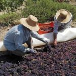 Μειωμένη η παραγωγή σταφίδας στην Κόρινθο, βελτιώνεται η τιμή