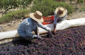 Μειωμένη η παραγωγή σταφίδας στην Κόρινθο, βελτιώνεται η τιμή